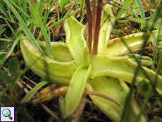 Gewöhnliches Fettkraut (Common Butterwort, Armeria maritima)
