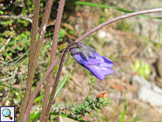 Blüte des Gewöhnlichen Fettkrauts (Common Butterwort, Armeria maritima)