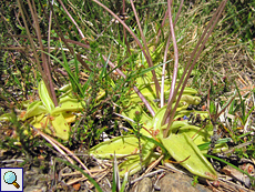 Gewöhnliches Fettkraut (Common Butterwort, Armeria maritima)