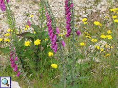 Roter Fingerhut (Common Foxglove, Digitalis purpurea)