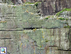 Felswand mit Flechten auf der Insel Handa
