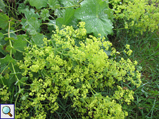 Frauenmantel (Lady's mantle, Alchemilla sp.)