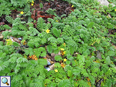 Gänsefingerkraut (Common Silverweed, Potentilla anserina)