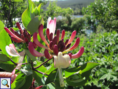 Gartengeißblatt (Italian Honeysuckle, Lonicera caprifolium)