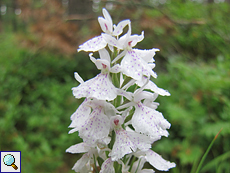 Gefleckte Fingerwurz (Heath Spotted Orchid, Dactylorhiza maculata)