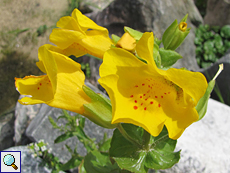 Gelbe Gauklerblume (Common Monkey-Flower, Mimulus guttatus)