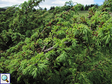 Gemeiner Wacholder (Common Juniper, Juniperus communis)