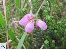 Glockenheide (Cross-leaved Heath, Erica tetralix)