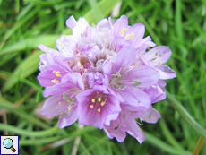Gewöhnliche Grasnelke (Sea Thrift, Armeria maritima)