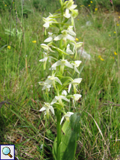 Grünliche Waldhyazinthe (Greater Butterfly-orchid, Platanthera chlorantha)
