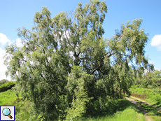 Hänge-Birke (Silver Birch, Betula pendula)