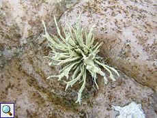 Küsten-Astflechte (Sea Ivory, Ramalina siliquosa)