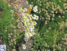 Küsten-Kamille (Sea Mayweed, Tripleurospermum maritimum)