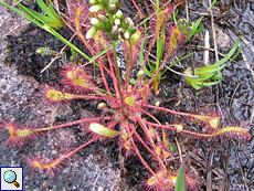 Mittlerer Sonnentau (Oblong-leaved Sundew, Drosera intermedia)