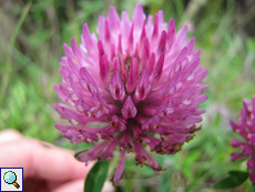 Wiesen-Klee (Red Clover, Trifolium pratense)