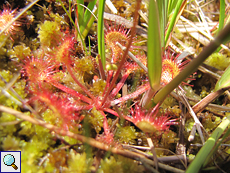 Rundblättriger Sonnentau (Common Sundew oder Round-leaved Sundew, Drosera rotundifolia)