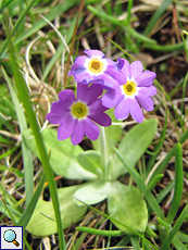 Schottische Primel (Scottish Primrose, Primula scotica)