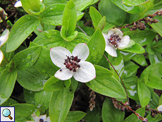 Schwedischer Hartriegel (Eurasian Dwarf Cornel, Cornus suecica)