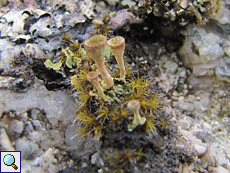 Trompetenflechte (Cup Lichen, Cladonia fimbriata)