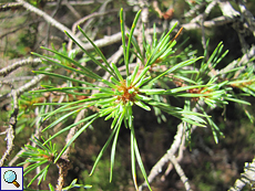 Waldkiefer (Scots Pine, Pinus sylvestris)