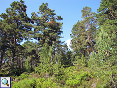 Waldkiefer (Scots Pine, Pinus sylvestris)
