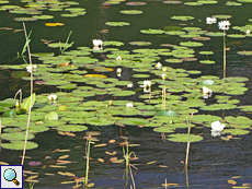 Weiße Seerose (White Water-lily, Nymphaea alba)