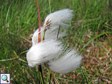 Wollgras (Cottongrass, Eriophorum sp.)