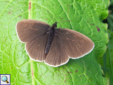 Schwarzbraunbinden-Blattspanner (Silver-ground Carpet, Xanthorhoe montanata)