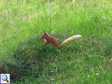 Europäisches Eichhörnchen (Eurasian Red Squirrel, Sciurus vulgaris leucourus)