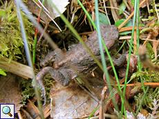 Erdkröte (European Toad, Bufo bufo)