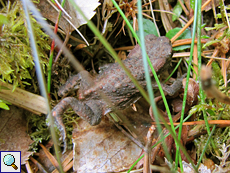 Erdkröte (European Toad, Bufo bufo)