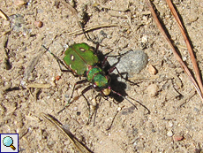 Rotgelber Weichkäfer (Soldier Beetle, Rhagonycha fulva)