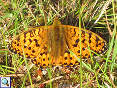 Feuriger Perlmutterfalter (High Brown Fritillary, Argynnis adippe)