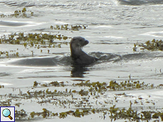 Fischotter (European Otter, Lutra lutra)