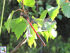 Männliche Frühe Adonislibelle (Large Red Damselfly, Pyrrhosoma nymphula)
