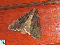 Große Grasbüscheleule (Dark Arches, Apamea monoglypha)