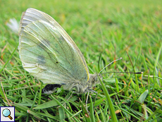 Großer Kohlweißling (Large White, Pieris brassicae)