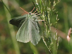 Grünes Blatt (Large Emerald, Geometra papilionaria)