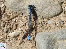 Männliche Hufeisen-Azurjungfer (Azure Damselfly, Coenagrion puella)