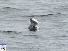 Männliche Kegelrobbe (Gray Seal, Halichoerus grypus)