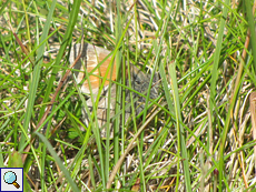 Kleines Wiesenvögelchen (Small Heath, Coenonympha pamphilus)