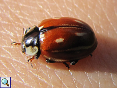 Längsfleckiger Marienkäfer (Striped Ladybird, Myzia oblongoguttata)