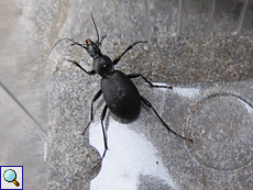 Lederlaufkäfer (Ground Beetle, Carabus coriaceus)