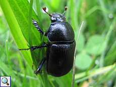 Gemeiner Mistkäfer (Dor Beetle, Geotrupes stercorarius)