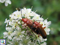 Rotgelber Weichkäfer (Soldier Beetle, Rhagonycha fulva)