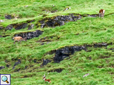 Rothirsch (Red Deer, Cervus elaphus)