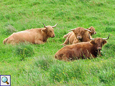 Schottisches Hochlandrind (Higland Cattle oder Hairy Coo)