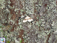 Schwarzbraunbinden-Blattspanner (Silver-ground Carpet, Xanthorhoe montanata)