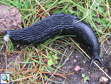Schwarze Wegschnecke (Black Slug, Arion ater)