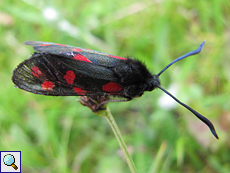 Sechsfleck-Widderchen (Six-spot Burnet, Zygaena filipendulae)